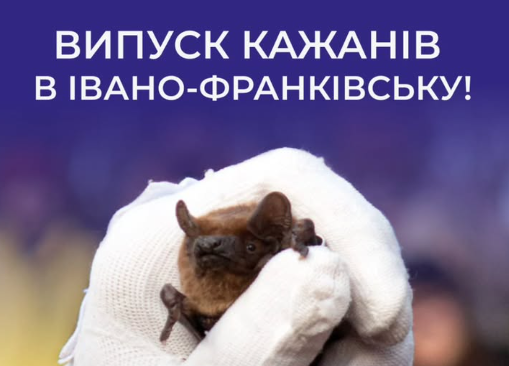 Випуск кажанів у Франківську